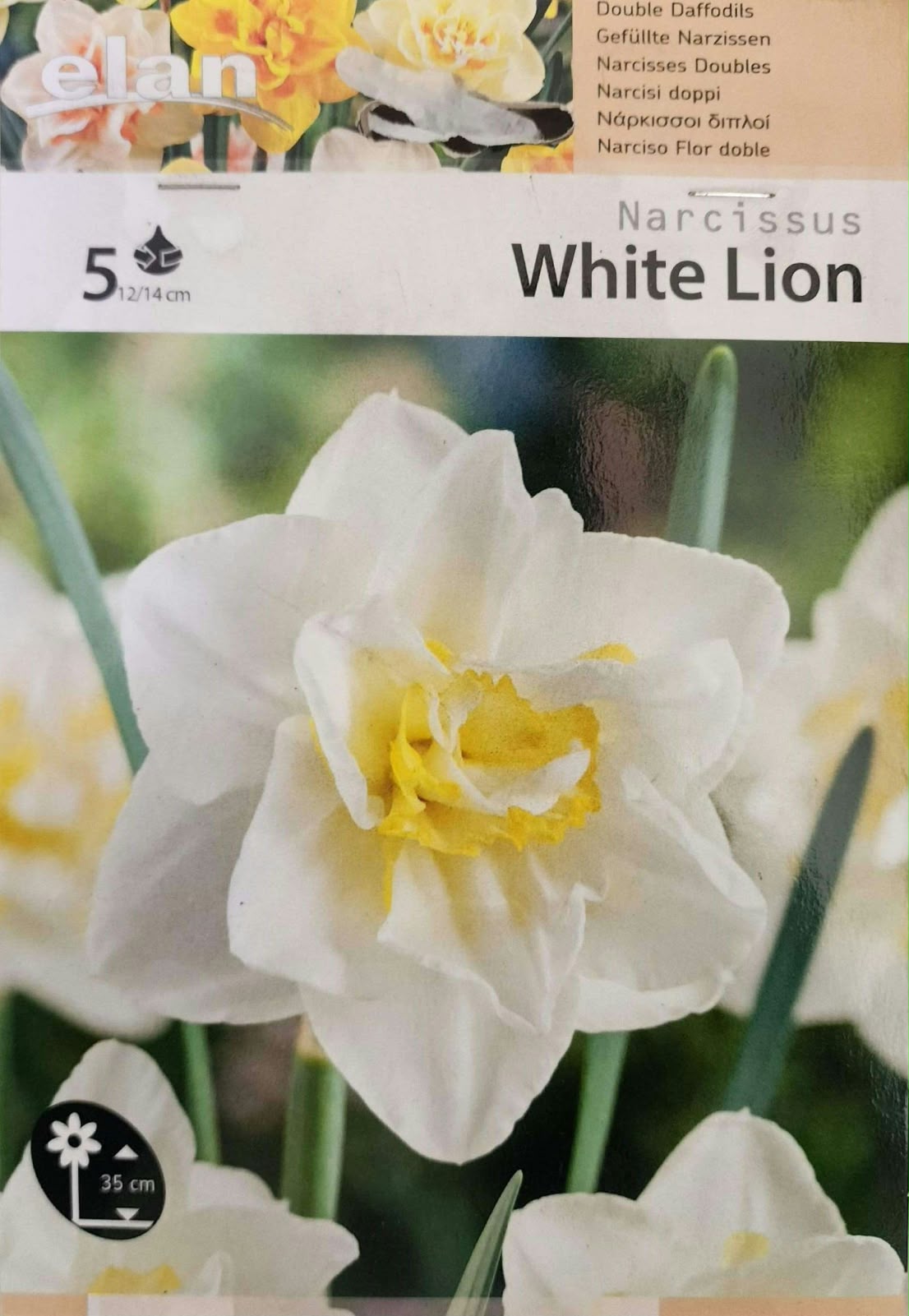 Narcissus White Lion