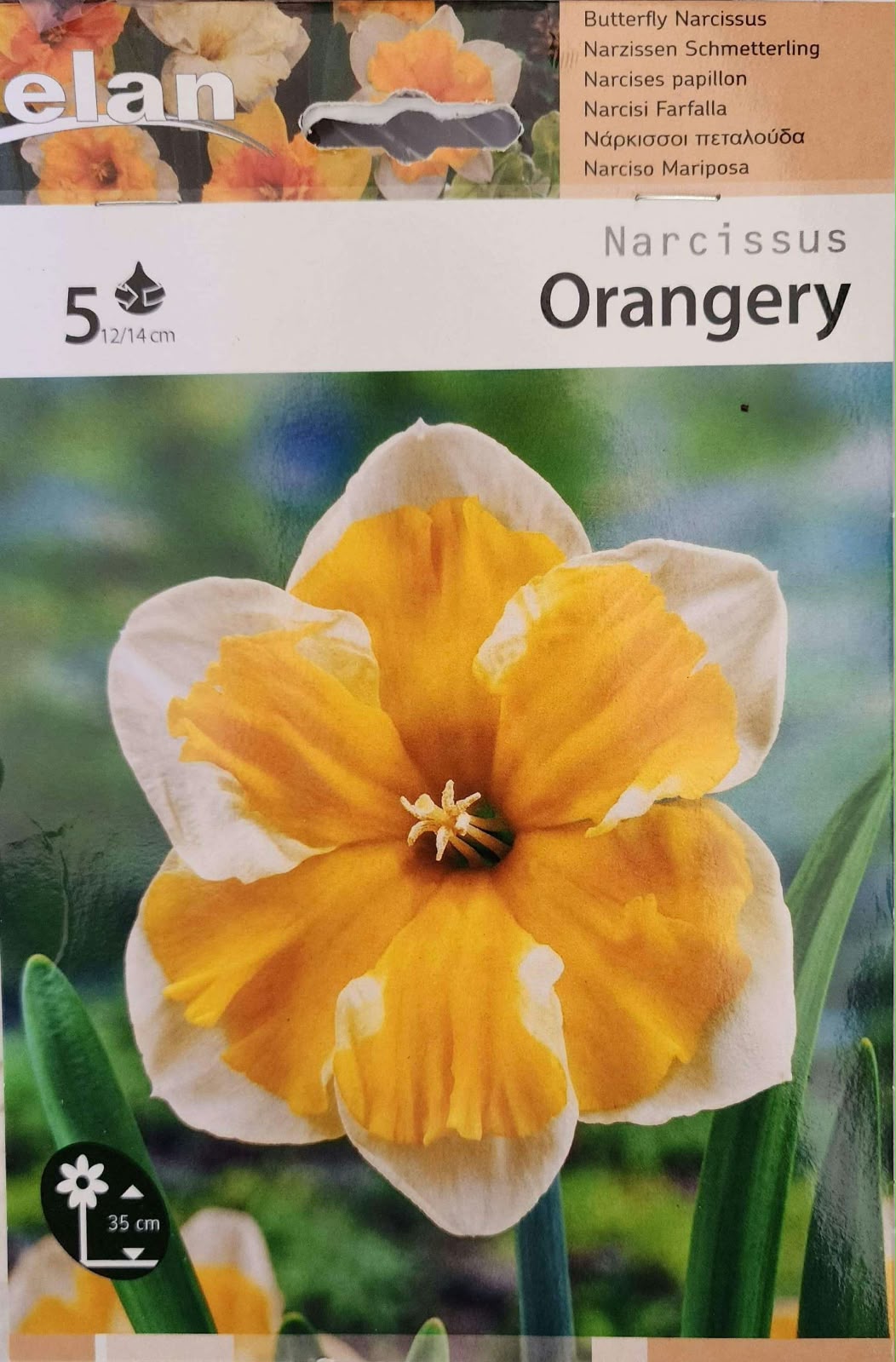 Narcissus Orangery