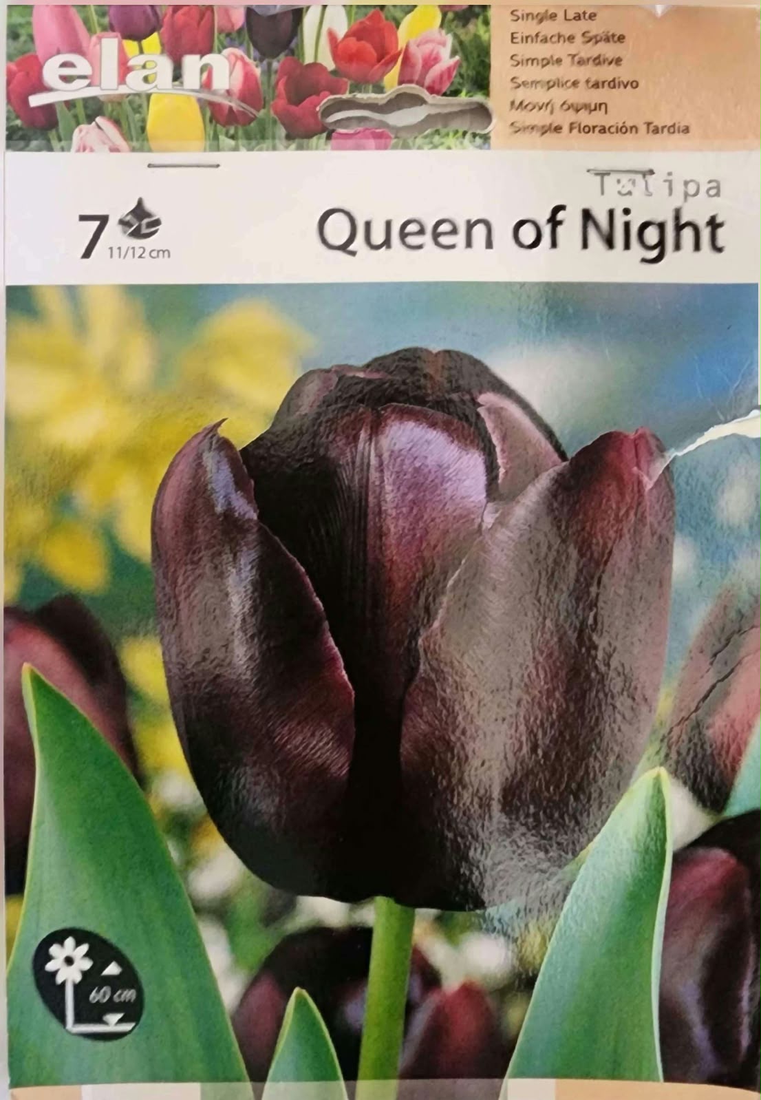 Tulipa 'Queen of Night'