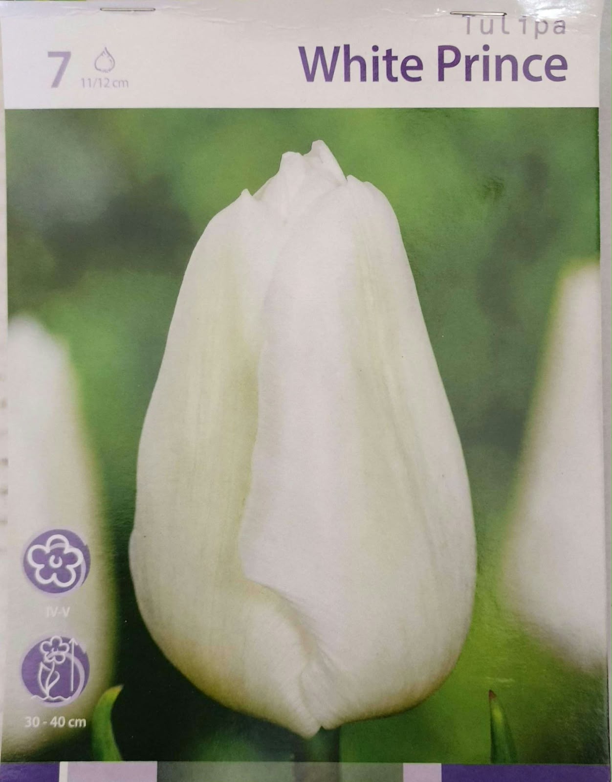 Tulip White Prince