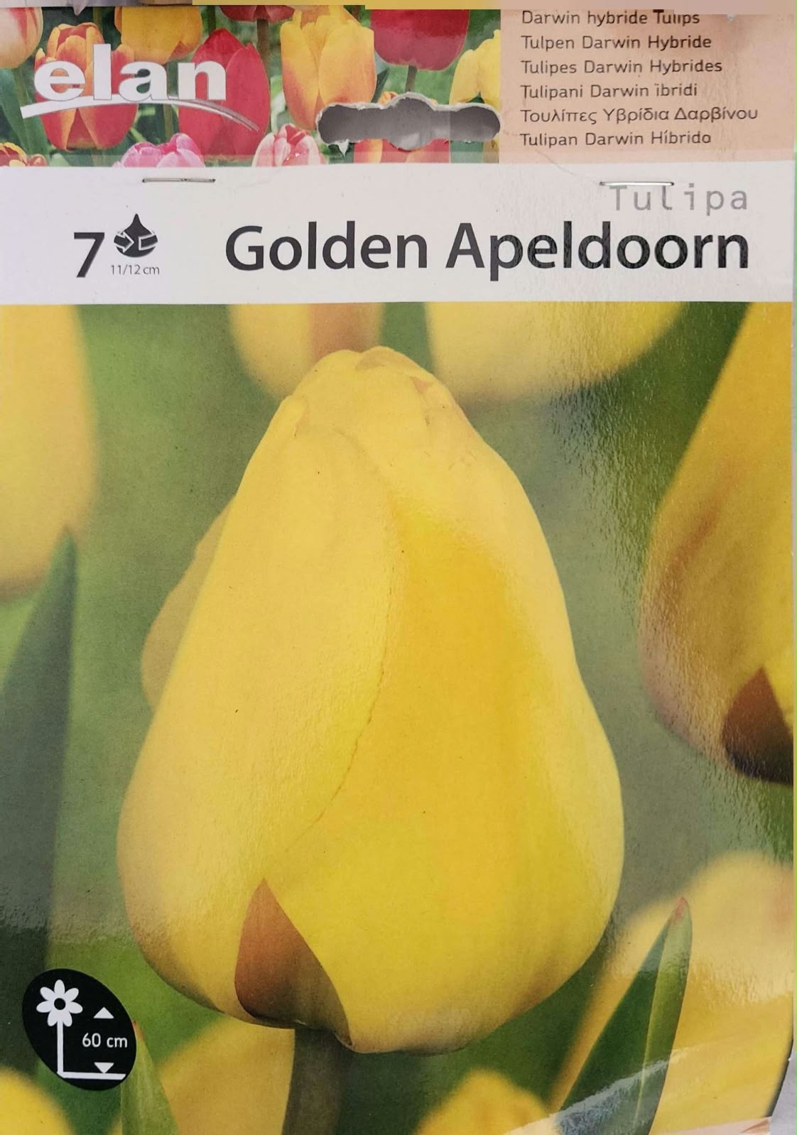 Tulip Golden Apeldoorn