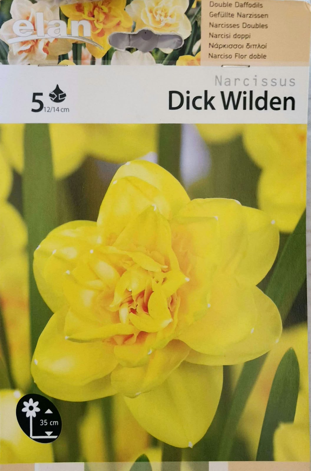 Narcissus Dick Wilden