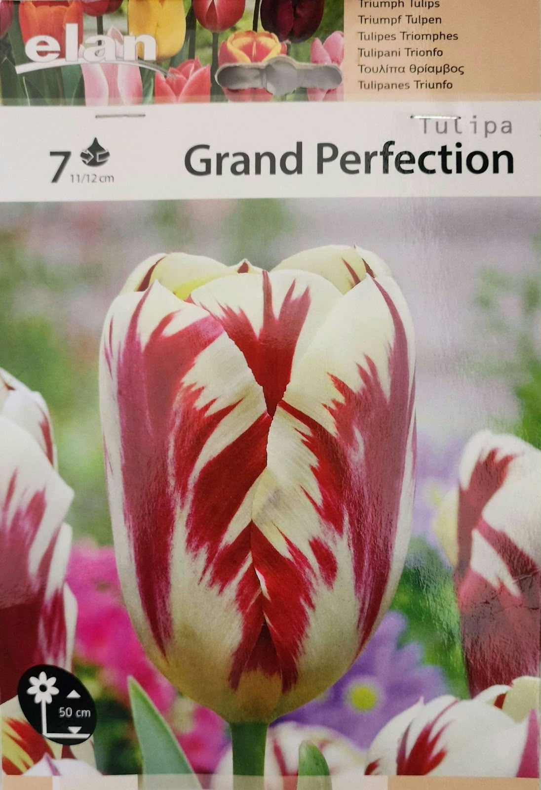Tulip Grand Perfection
