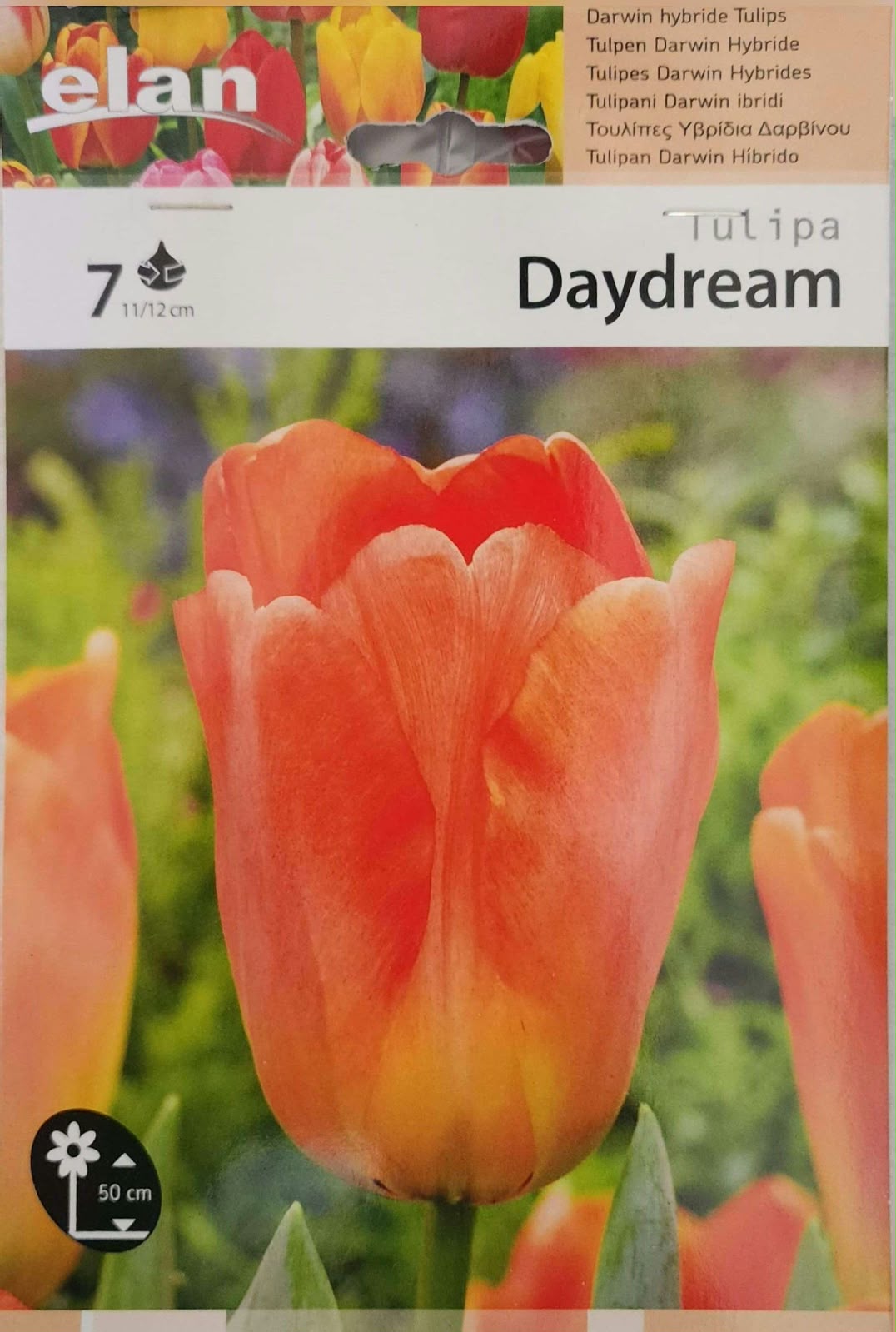 Tulip Daydream