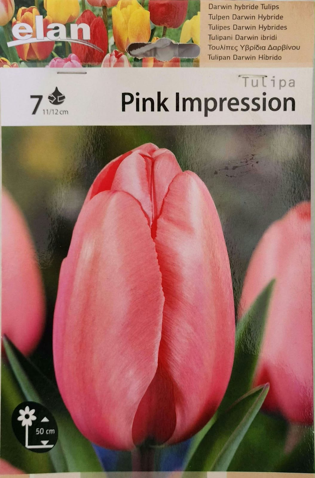 Tulip Pink Impression