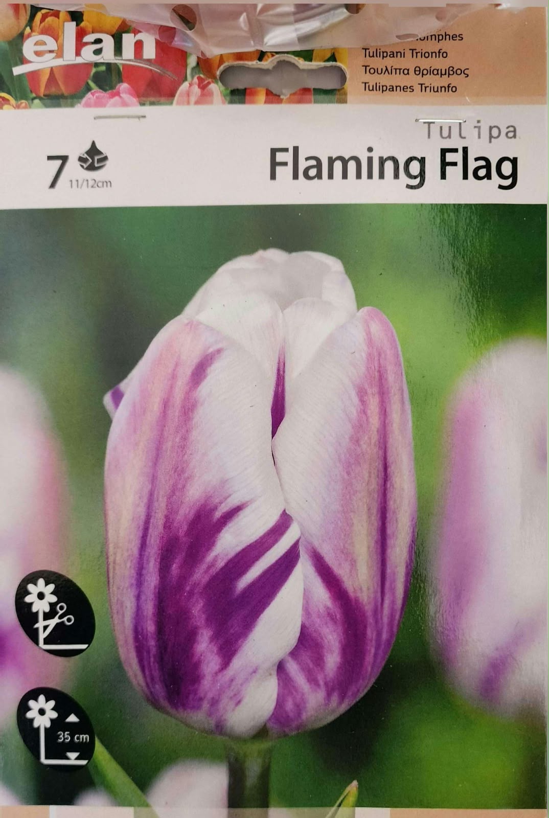 Tulip Flaming Flag