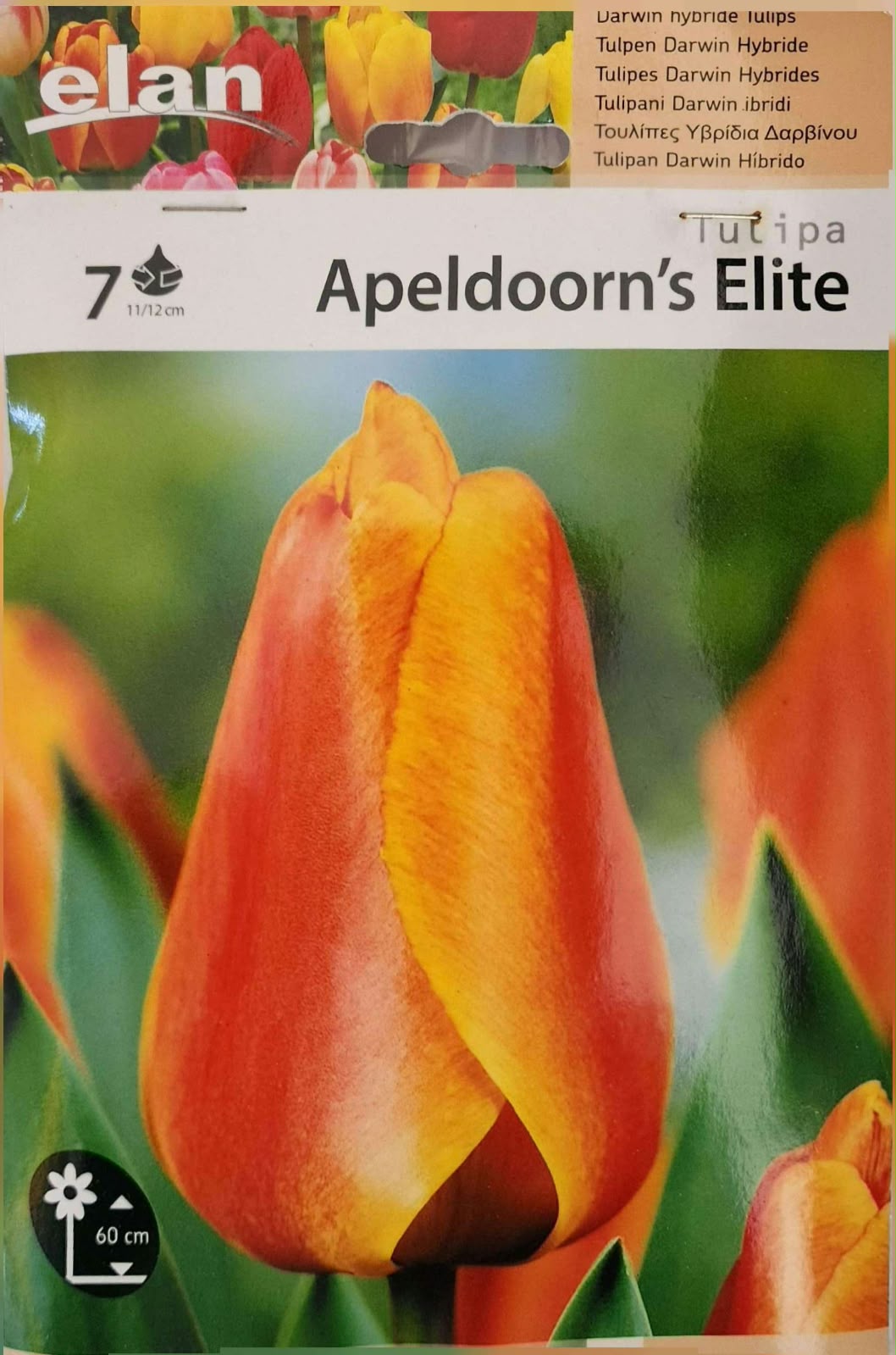 Tulip Apeldoorn Elite