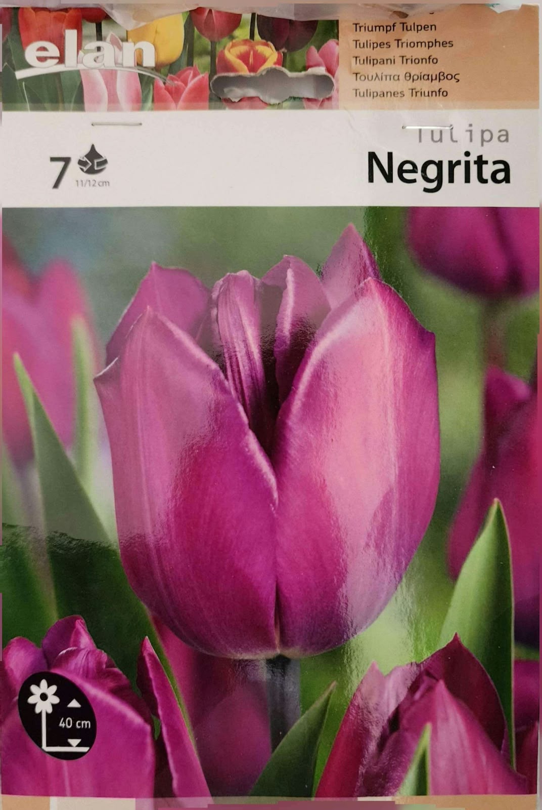 Tulip Negrita