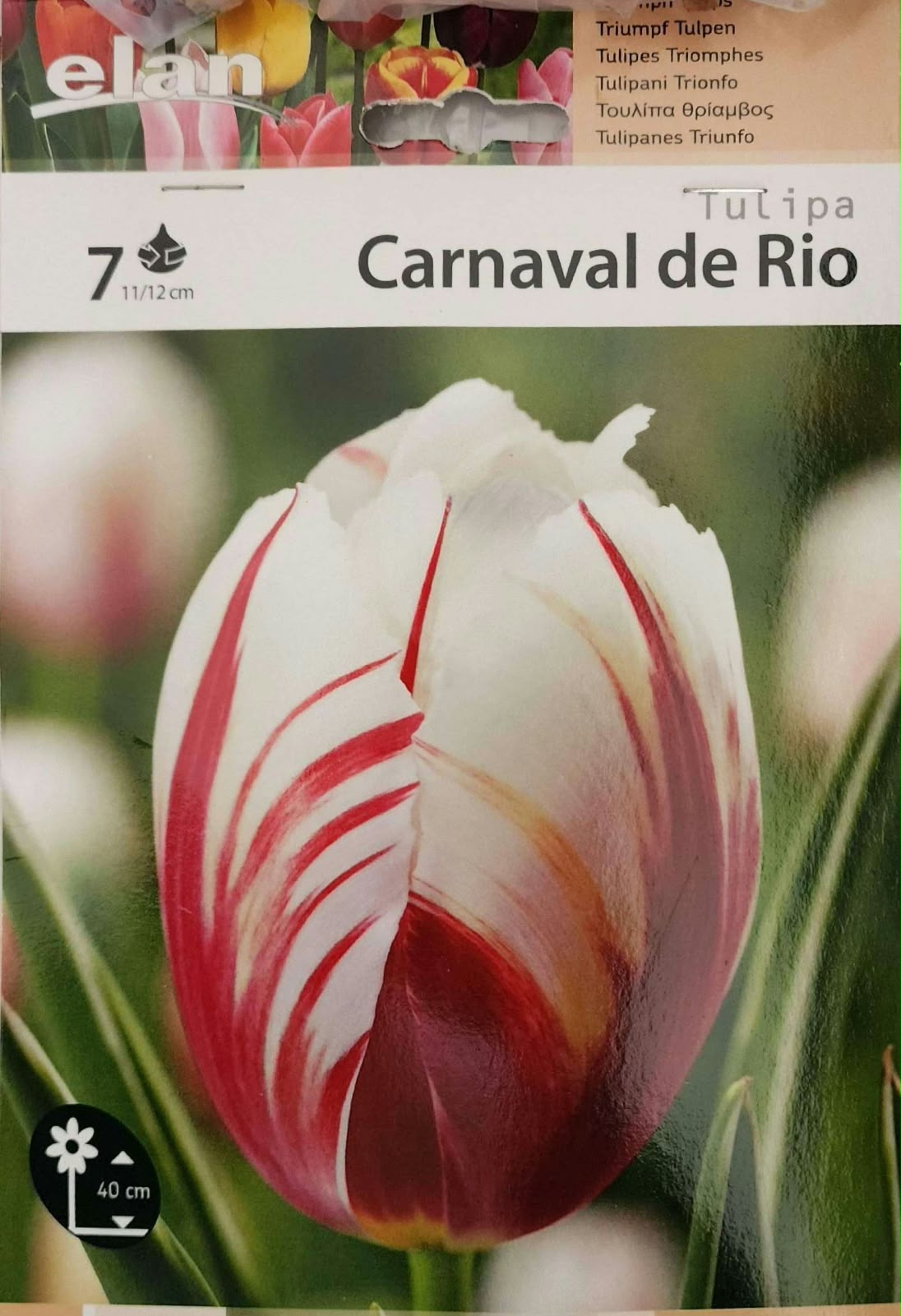 Tulip Carnaval de Rio