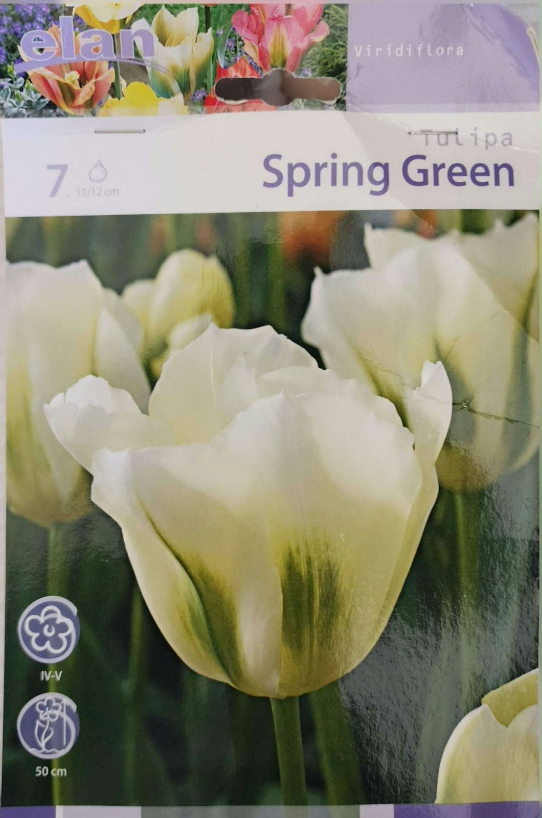 Tulip Spring Green