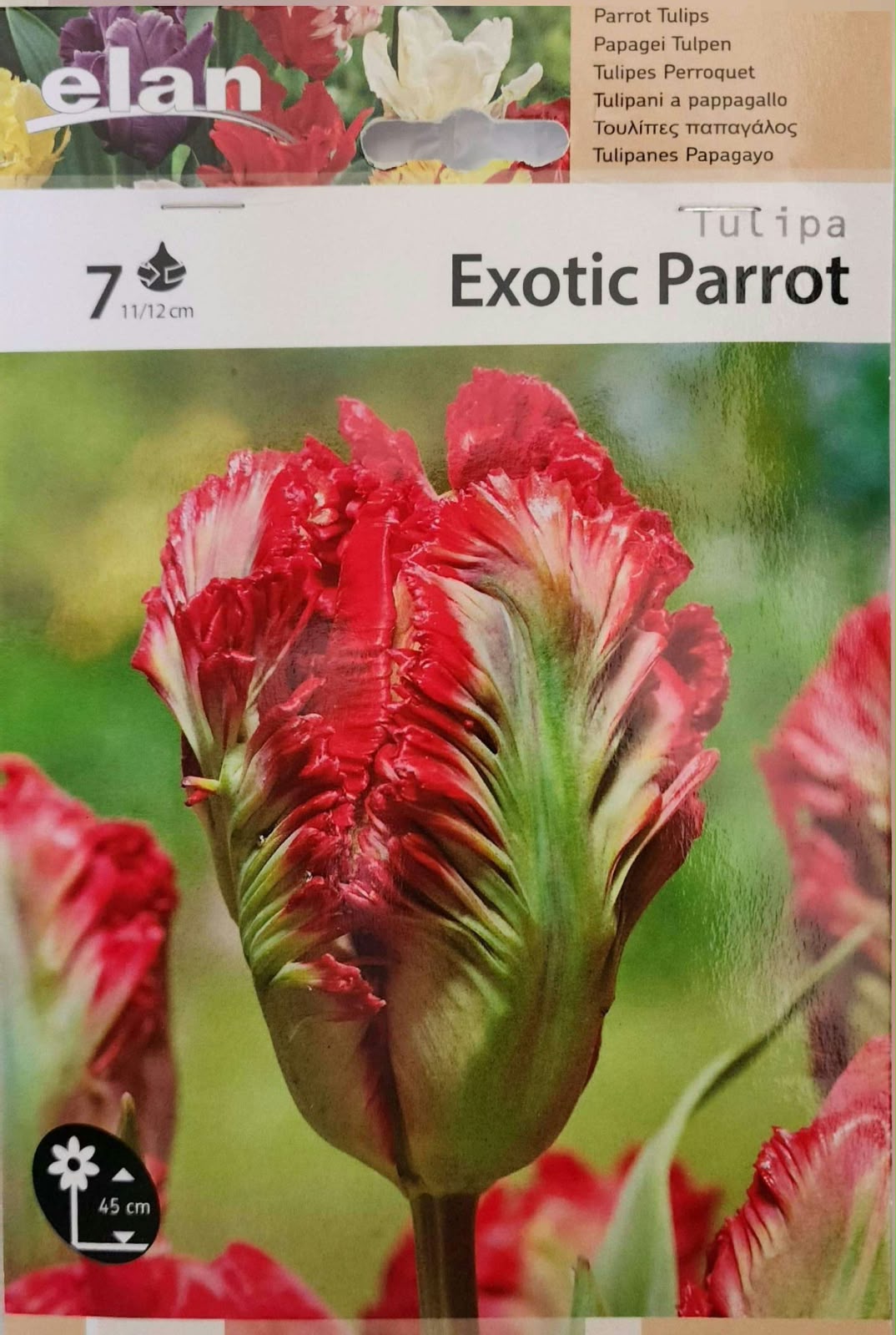 Tulip Exotic Parrot