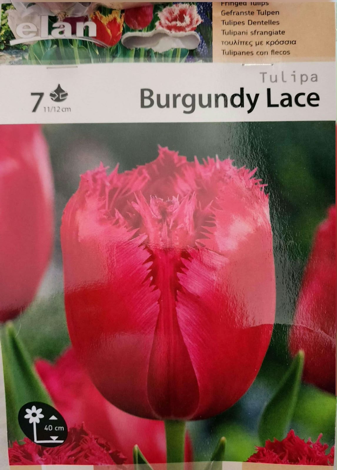 Tulip Burgundy Lace