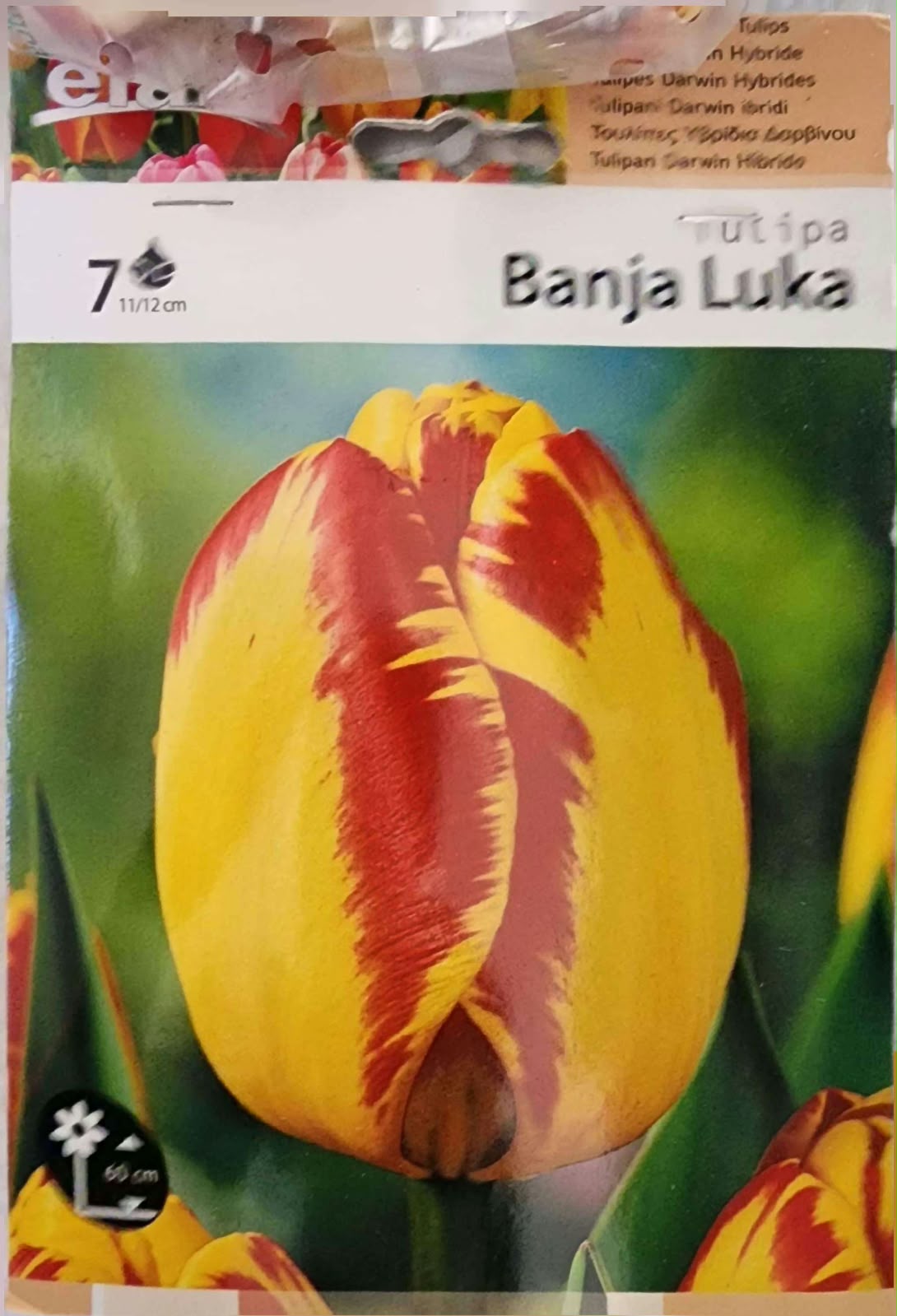 Tulip Banja Luka