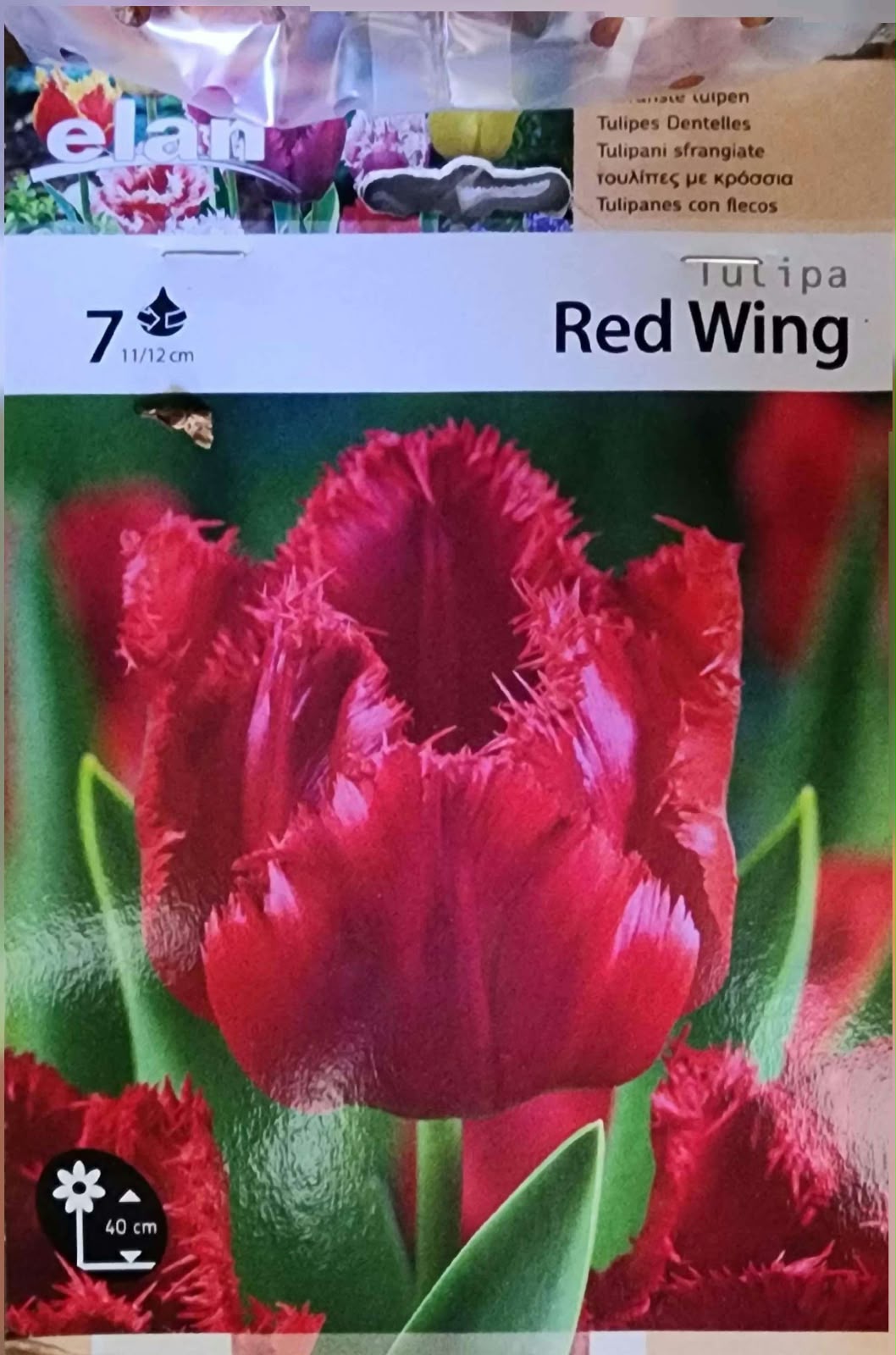 Tulip Red Wing