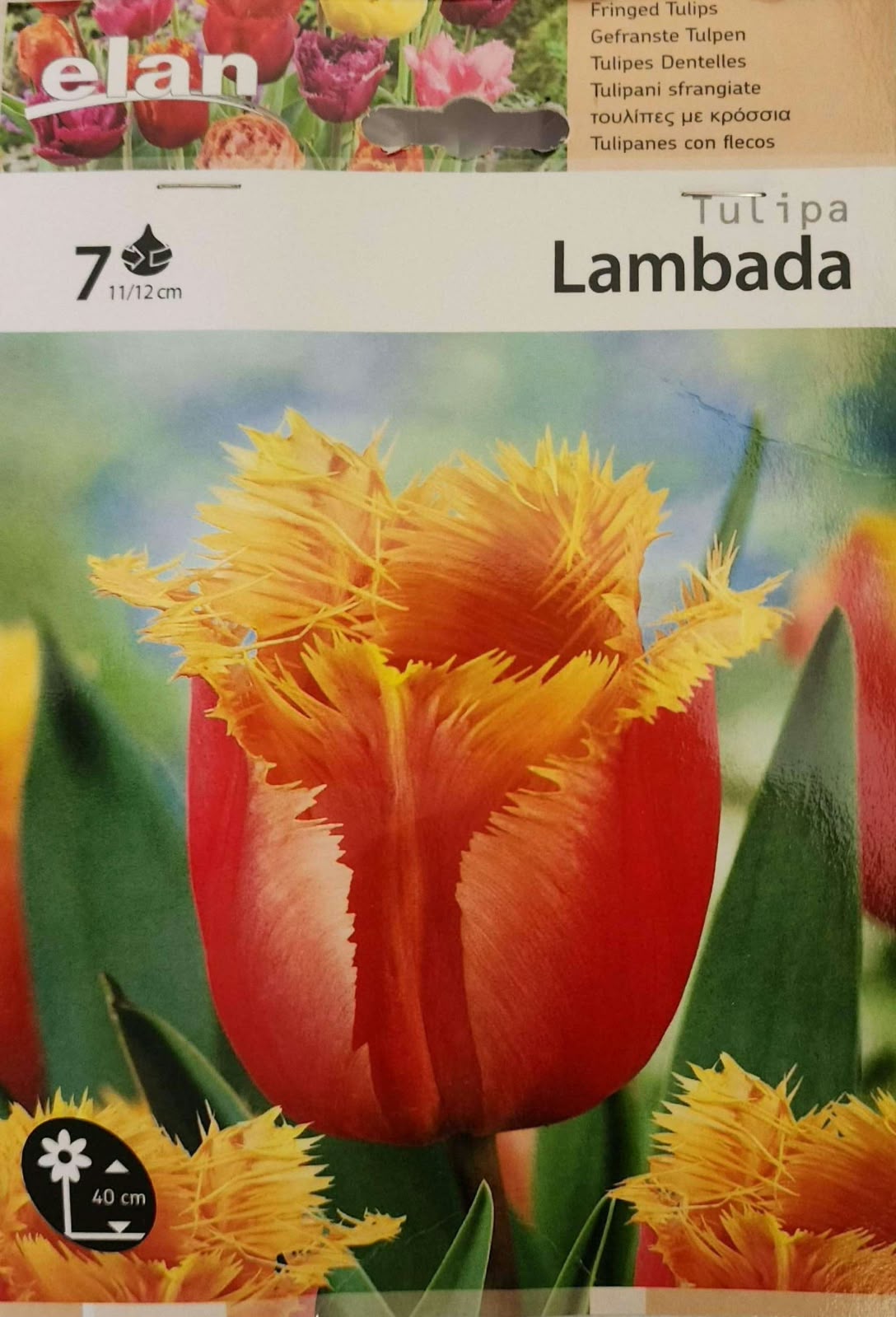 Tulip Lambada