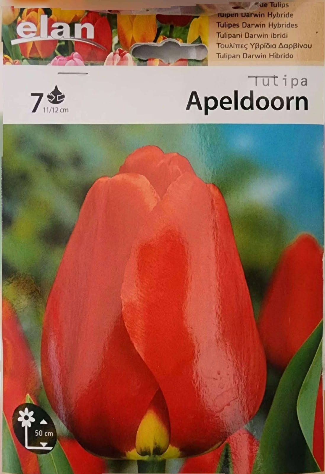 Tulip Apeldoorn