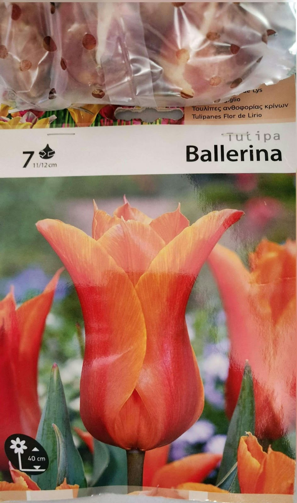 Tulip Balleina