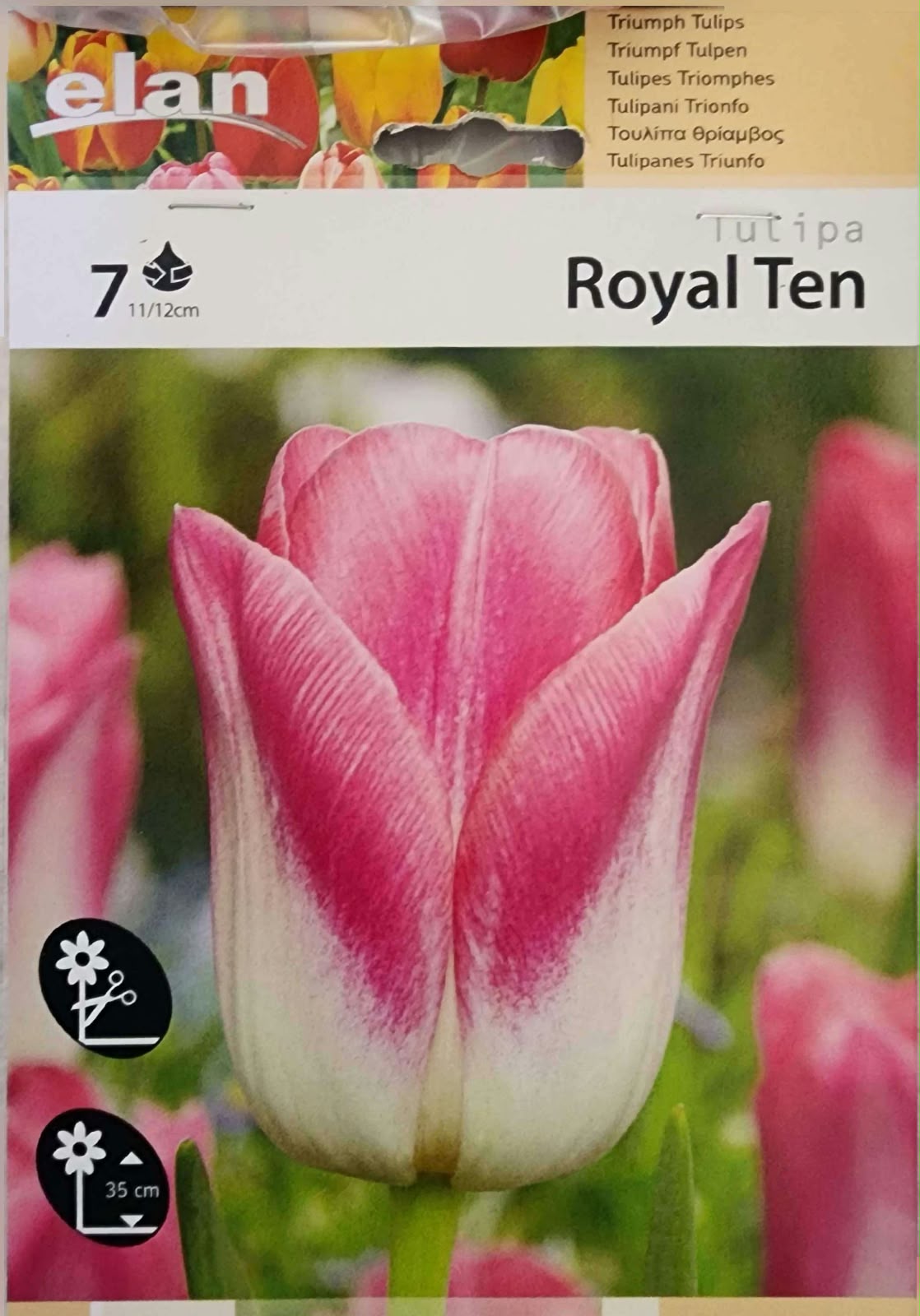 Tulip Royal Ten