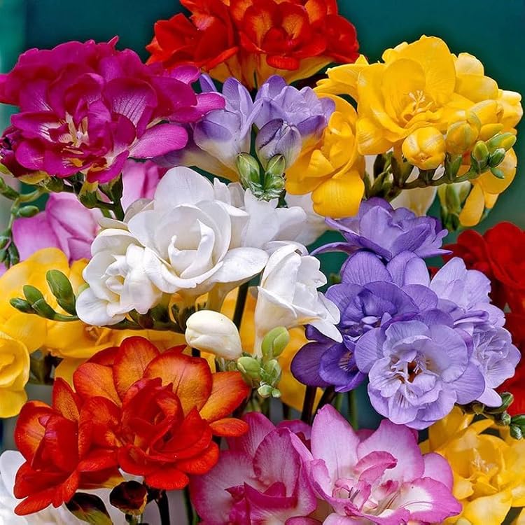 Freesia Mixed