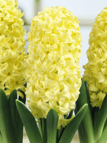 Hyacinth City of Haarlem