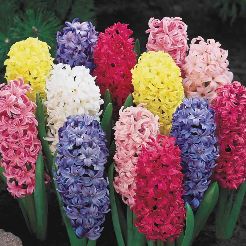 Hyacinth Mixed