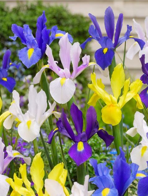 Iris Hollandica Mixed