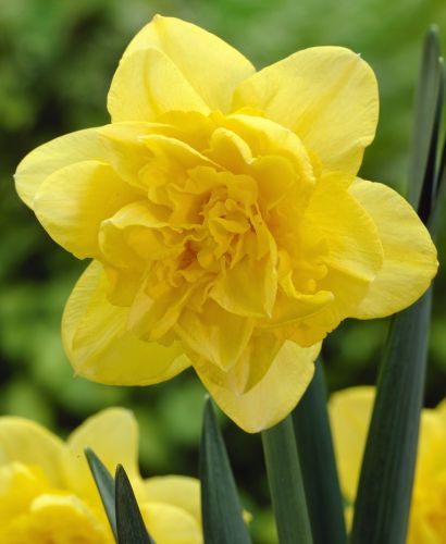 Narcissus Dick Wilden