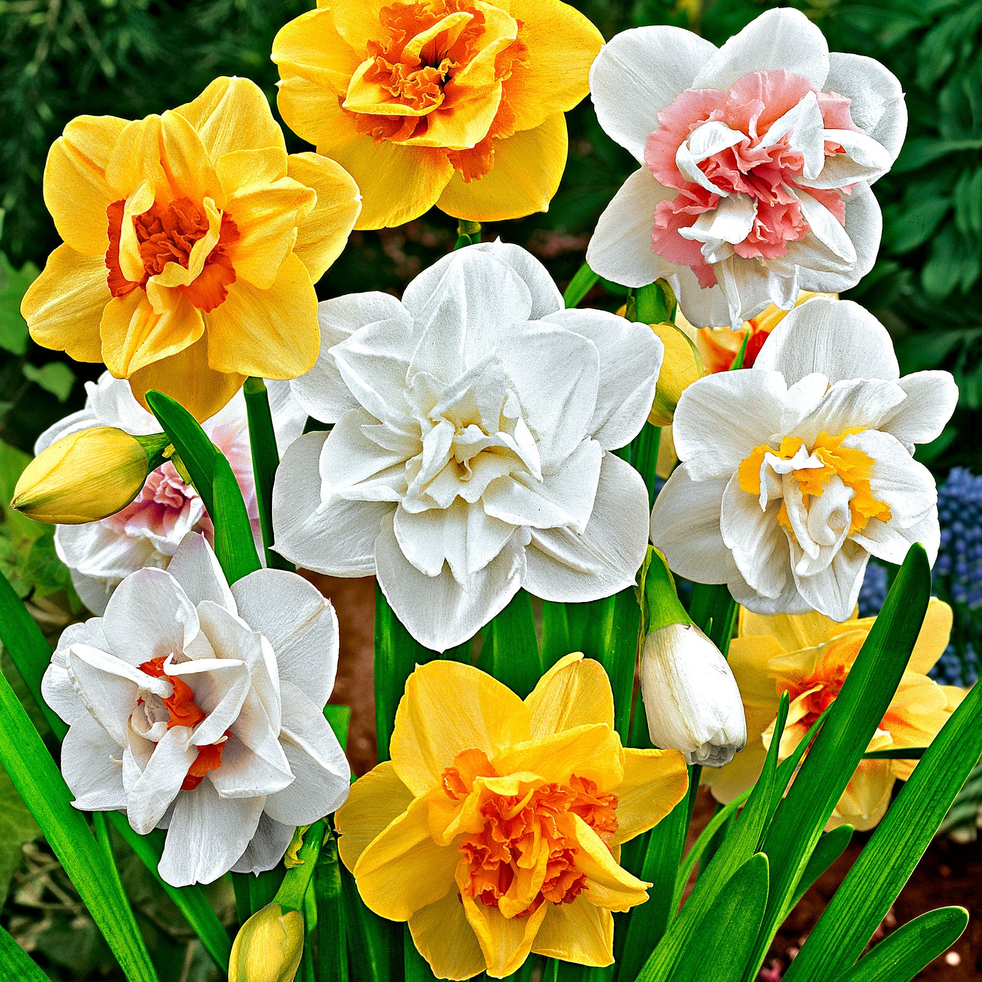 Narcissus Mixed