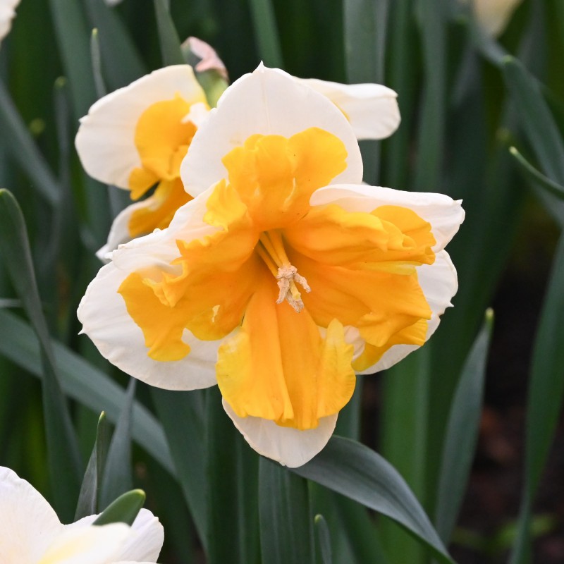 Narcissus Orangery