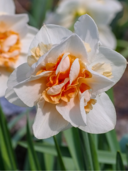 Narcissus Replete