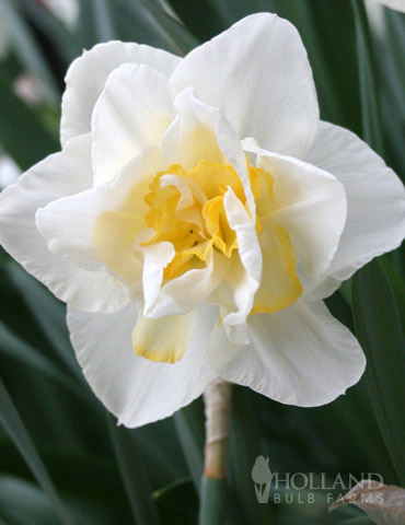 Narcissus White Lion