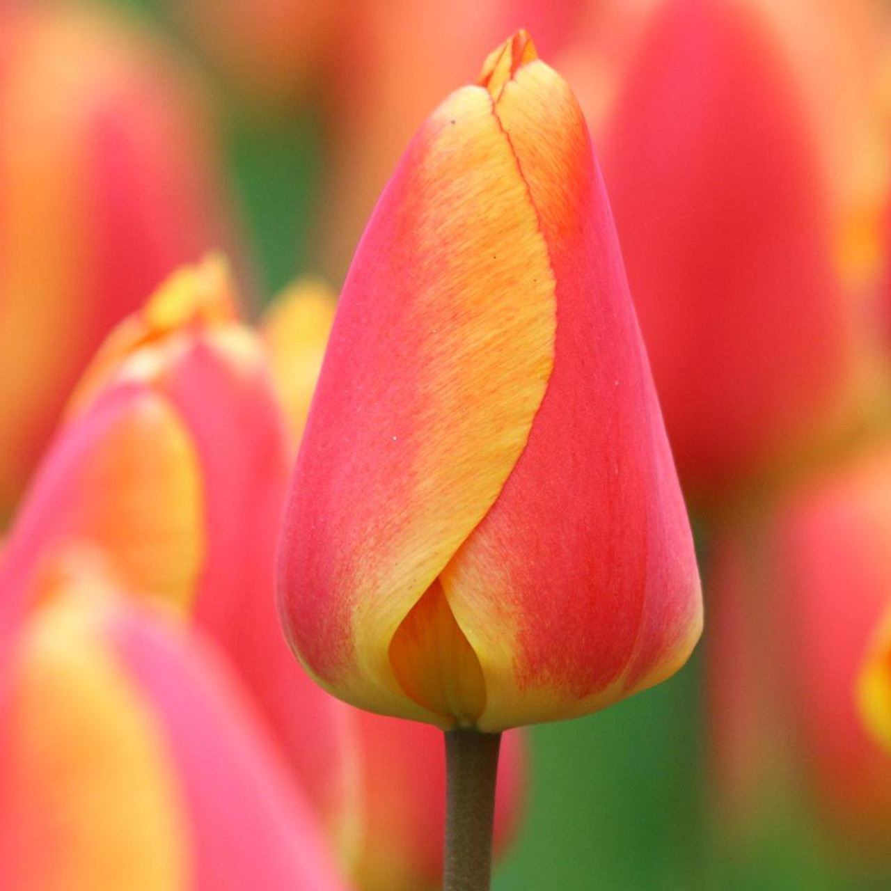 Tulip Apeldoorn Elite