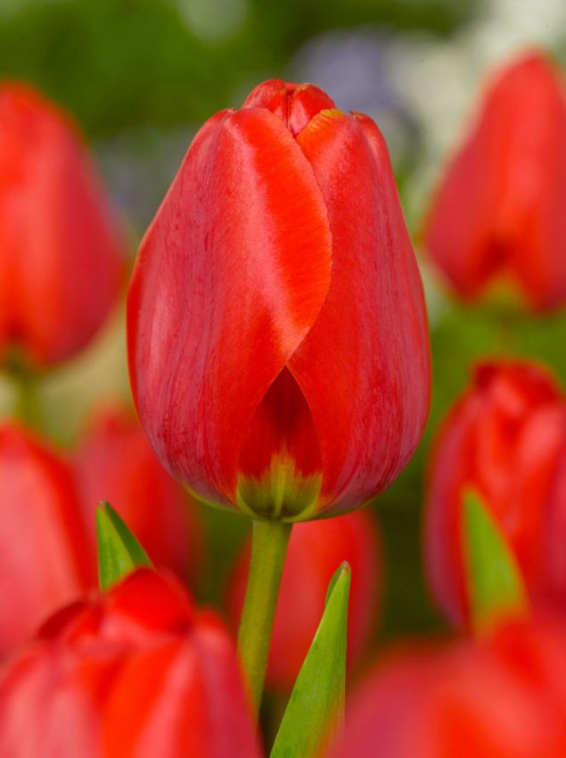 Tulip Apeldoorn