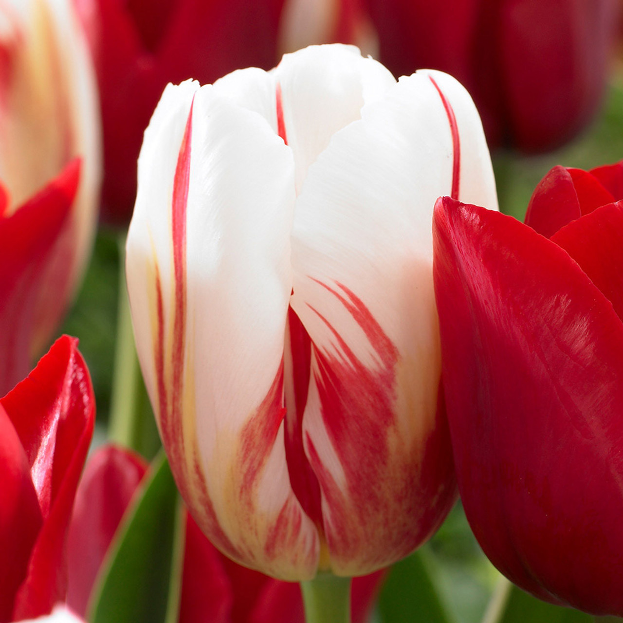 Tulip Carnaval de Rio