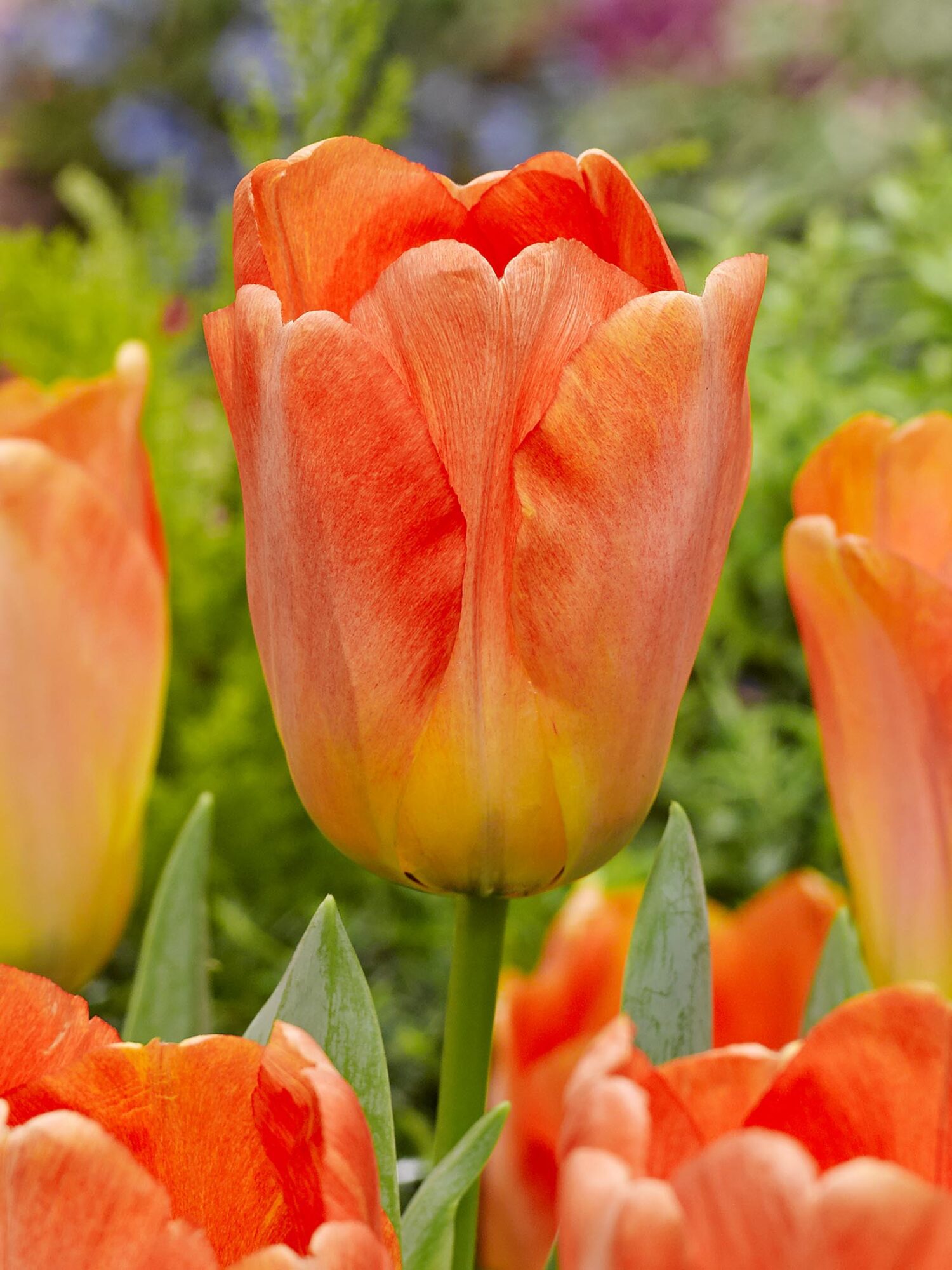 Tulip Daydream