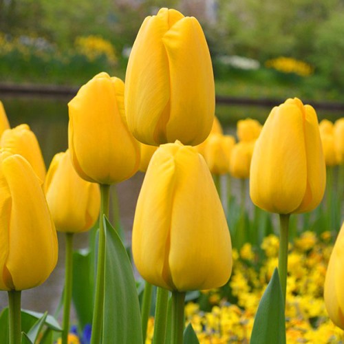 Tulip Golden Apeldoorn