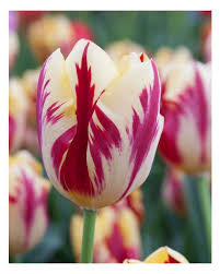 Tulip Grand Perfection