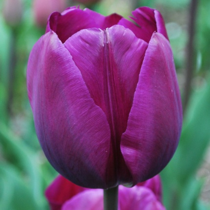 Tulip Negrita