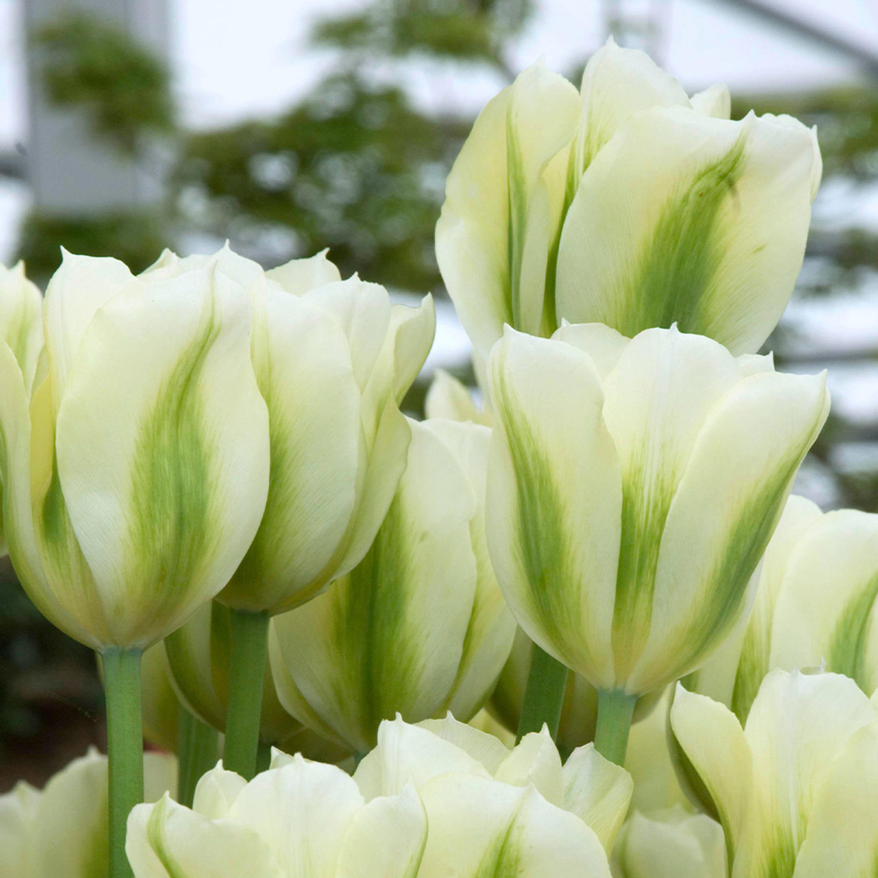Tulip Spring Green
