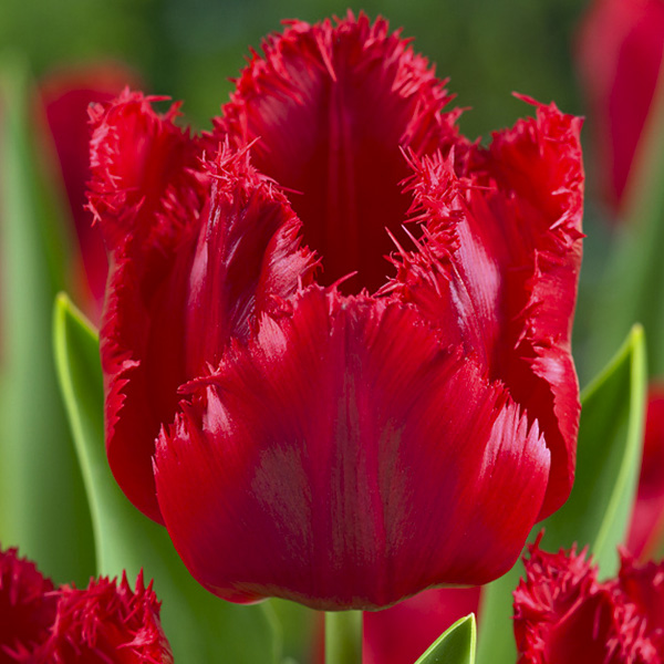 Tulip Red Wing